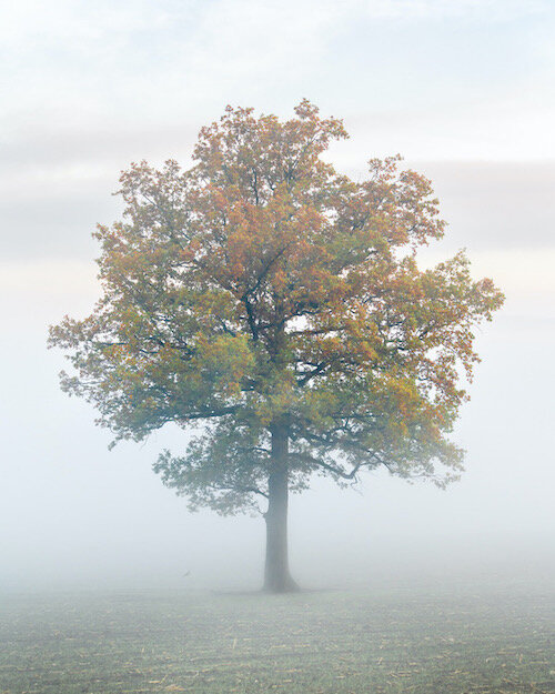A tree in mist