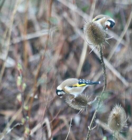 Goldfinches prying seeds from a teasel left standing in the garden.
