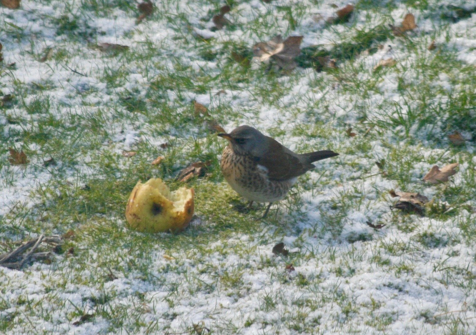 A fieldfare enjoying a windfall apple