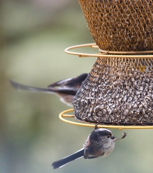 Acrobatic moves: A dangling long-tailed tit