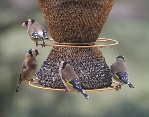 The goldfinches have arrived