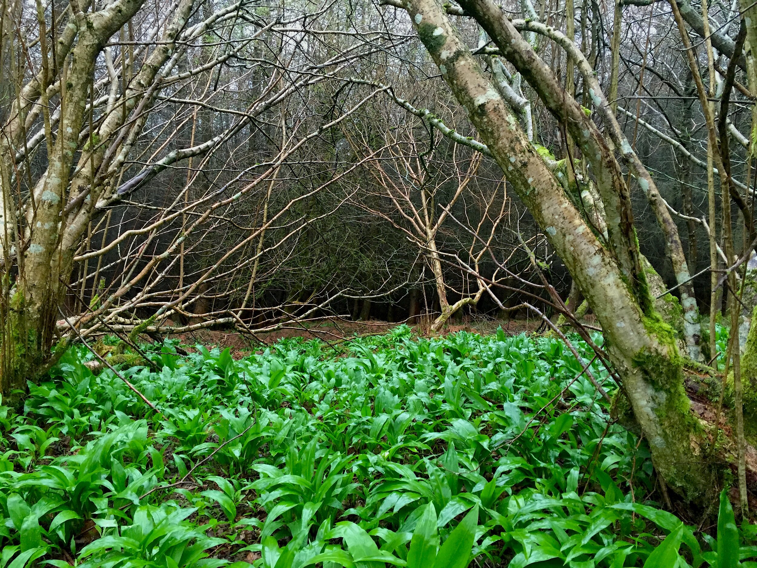 Wild garlic - Mortimer Forest