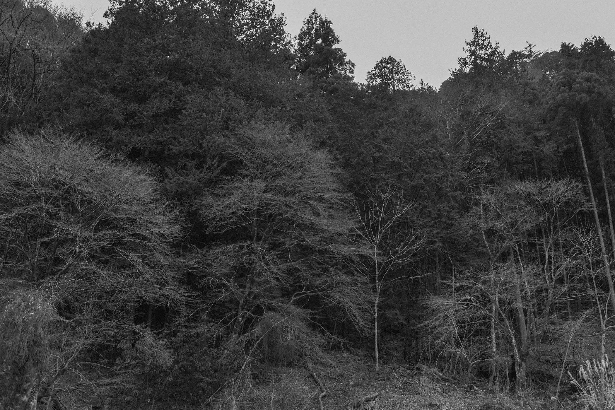 FALL VALLEY / NIGHTBIRD PT. 1