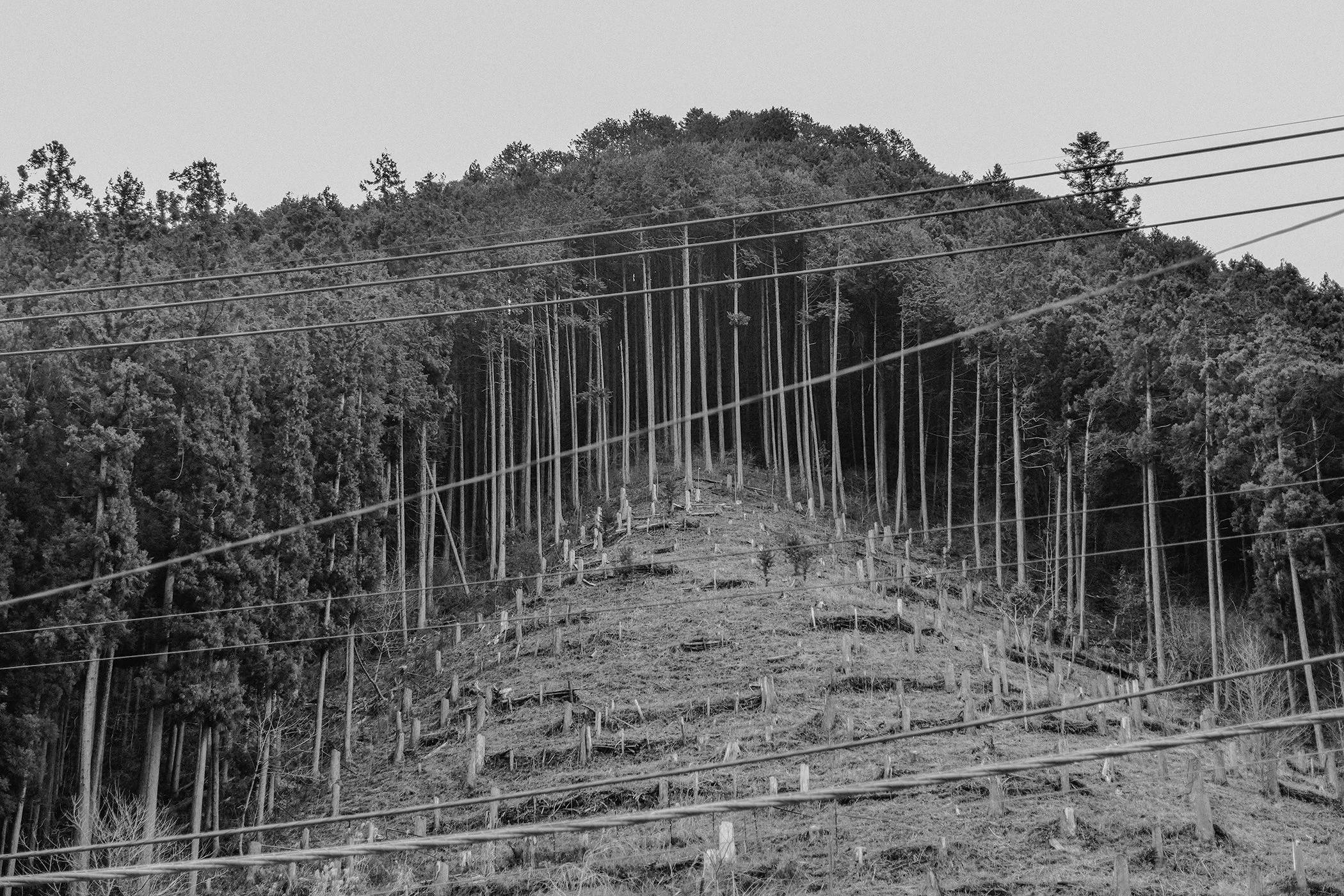 FALL VALLEY / NIGHTBIRD PT. 1