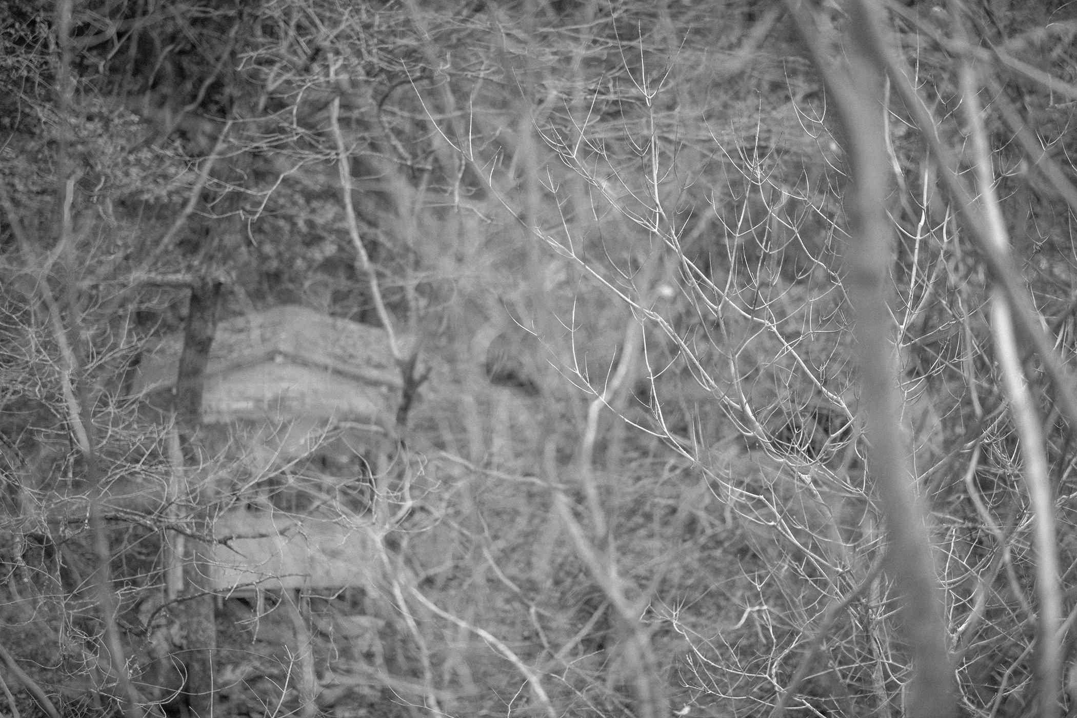 FALL VALLEY / NIGHTBIRD PT. 1