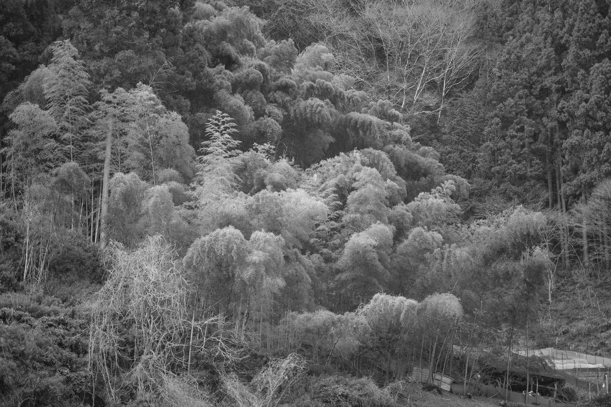 FALL VALLEY / NIGHTBIRD PT. 1