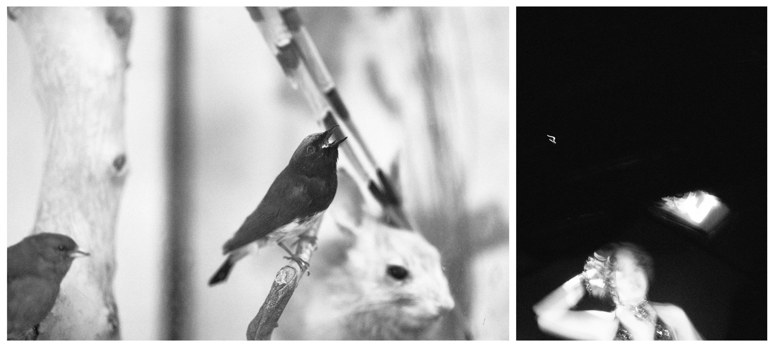 FALL VALLEY / NIGHTBIRD