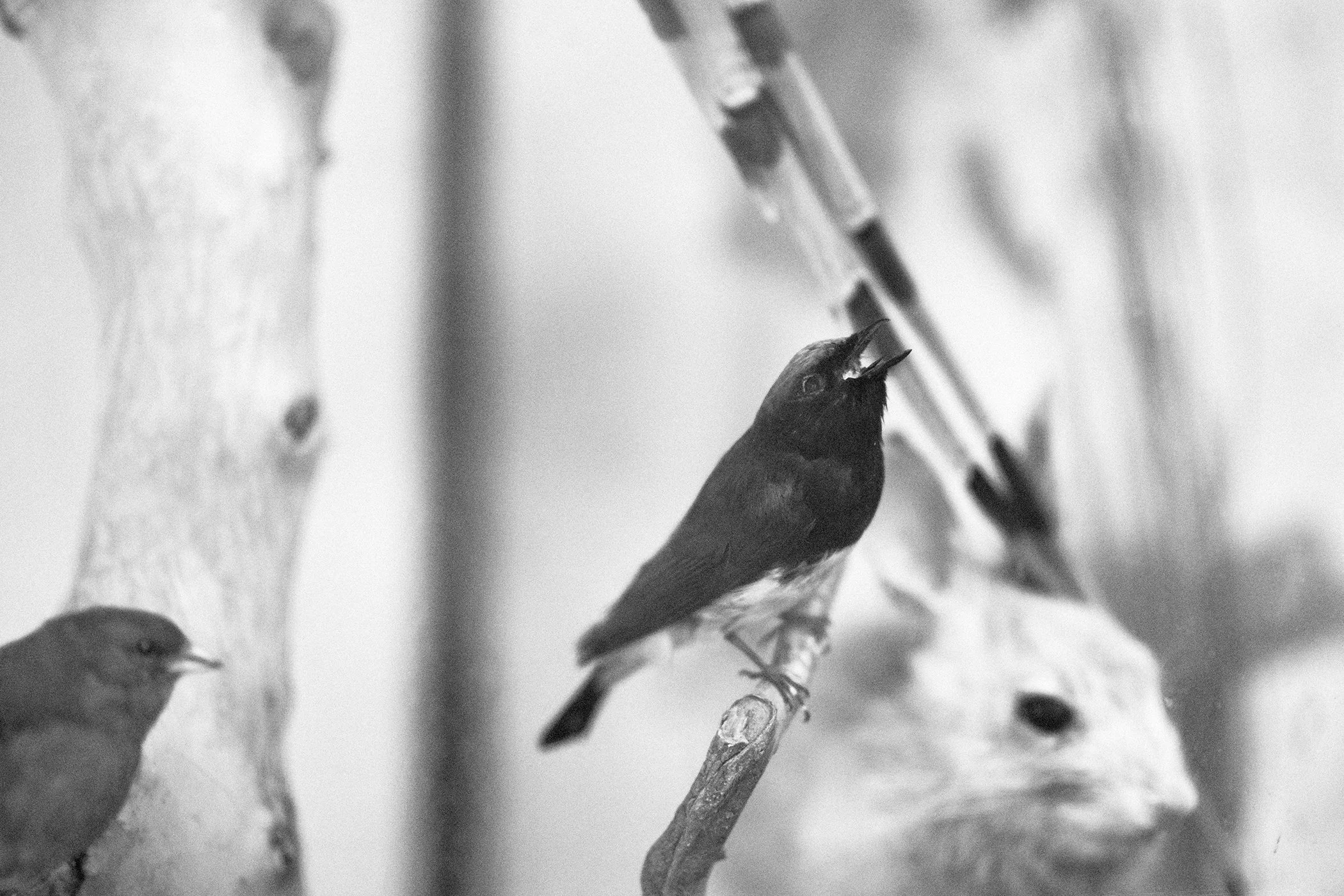 FALL VALLEY / NIGHTBIRD PT. 1