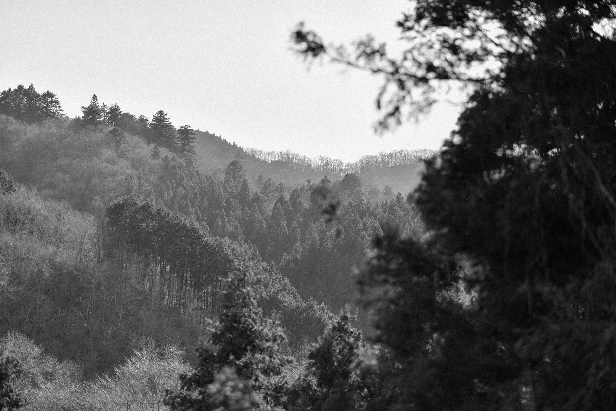 FALL VALLEY / NIGHTBIRD PT. 1