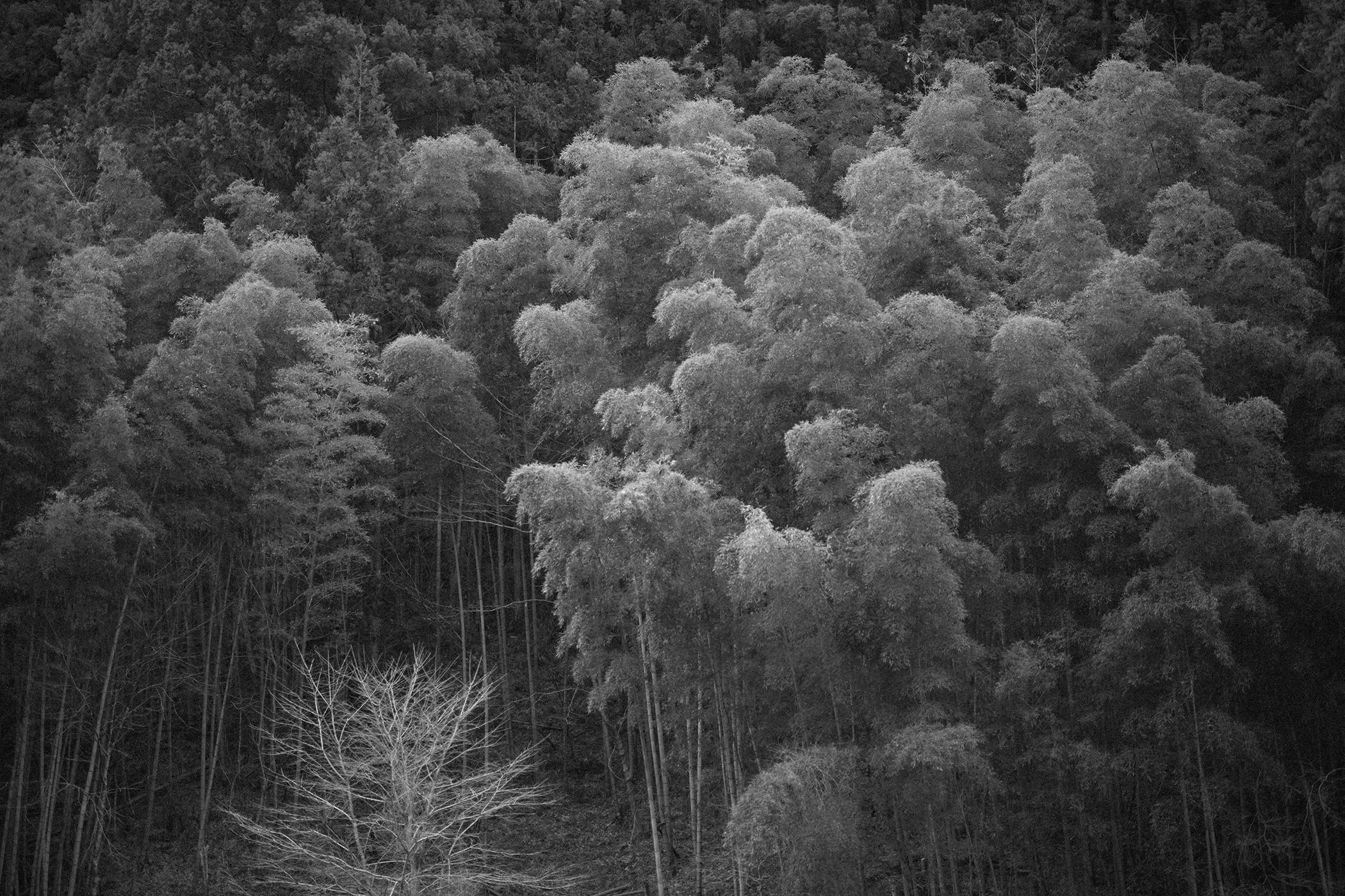 FALL VALLEY / NIGHTBIRD PT. 1