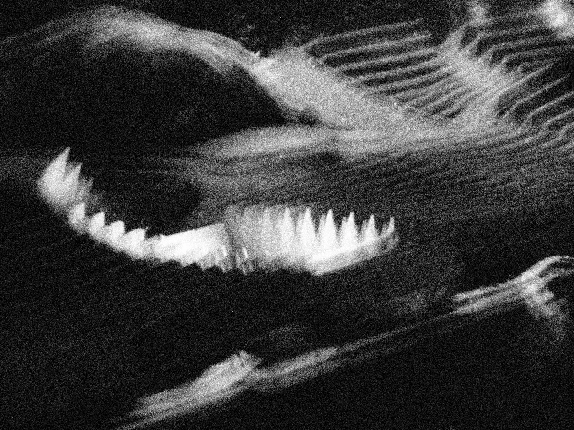 DIPTYCH - PLURAL FIELDS PT. 2