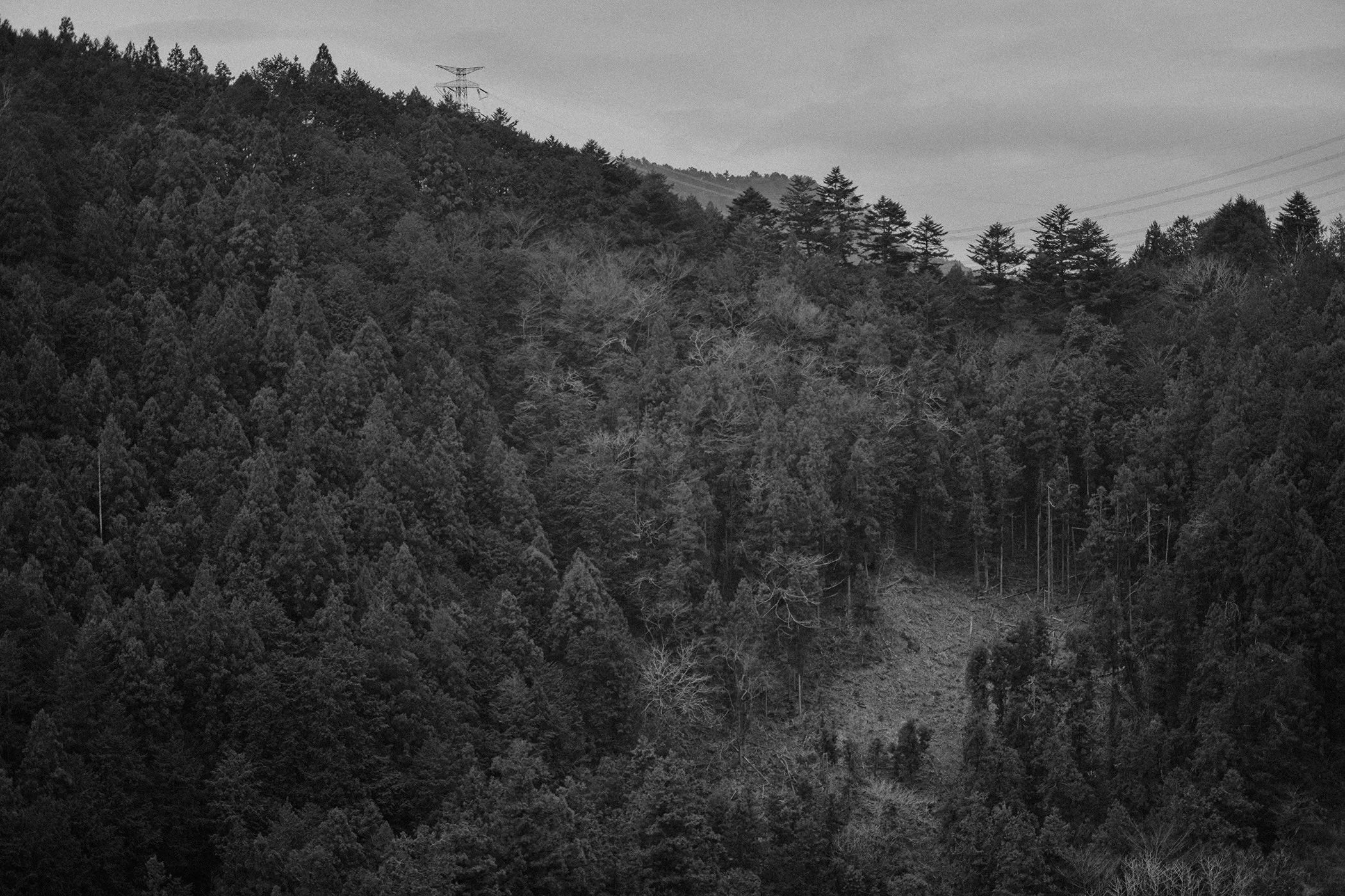 FALL VALLEY / NIGHTBIRD PT. 1