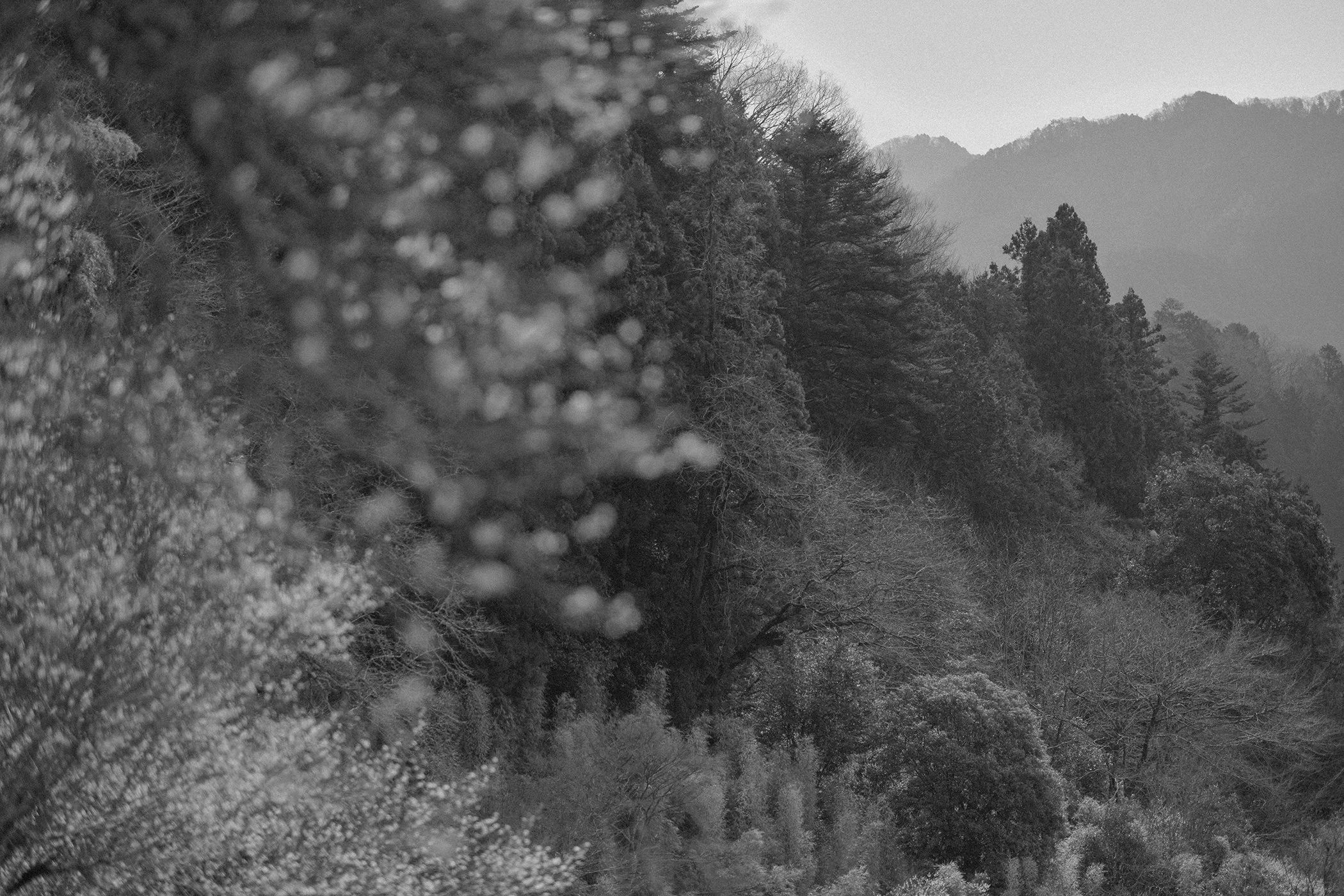 FALL VALLEY / NIGHTBIRD PT. 1