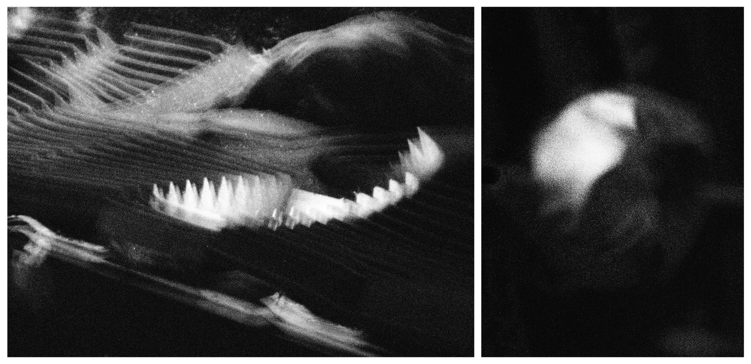 DIPTYCH - PLURAL FIELDS