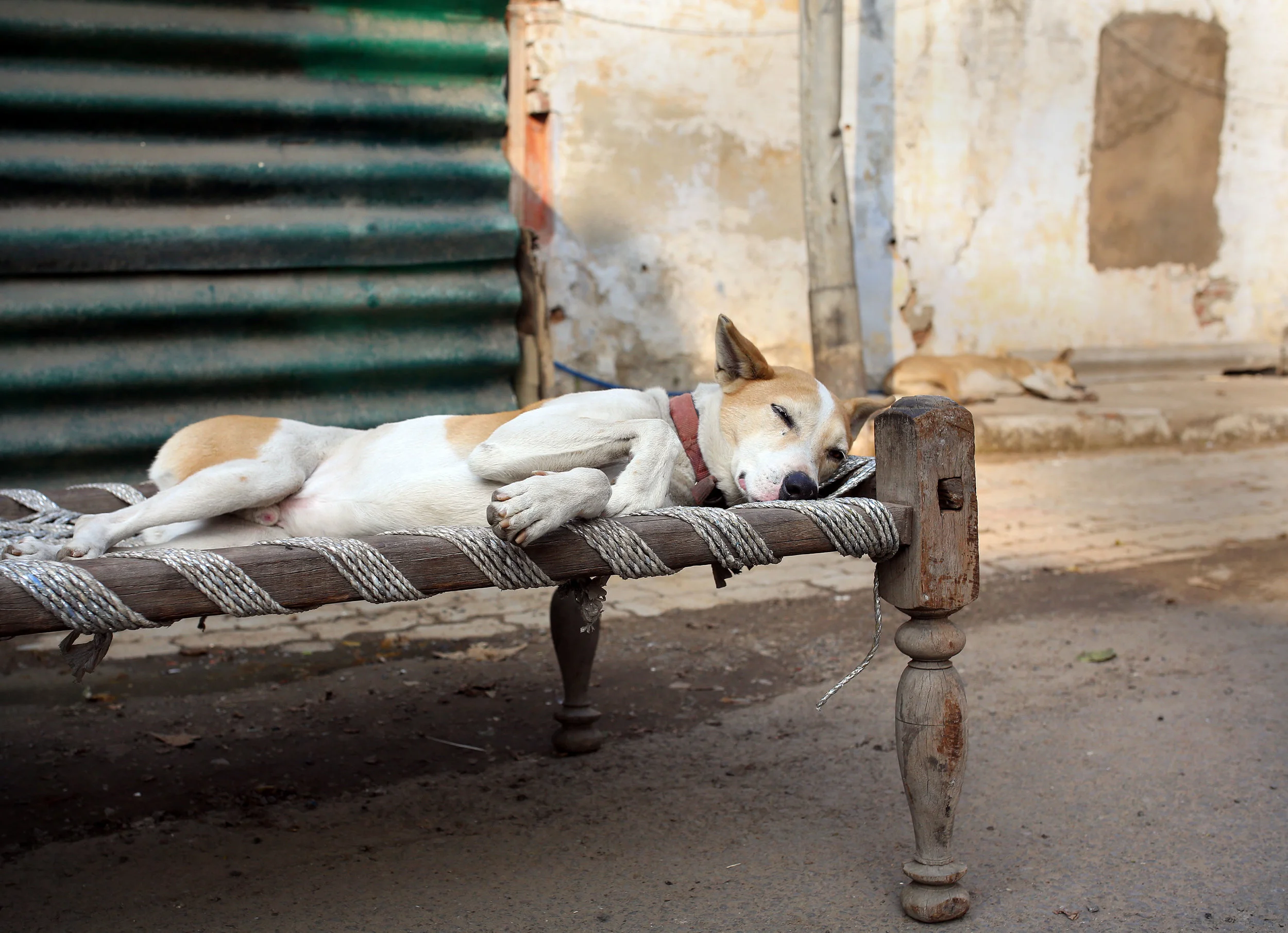 Sleeping dogs pictured in New Delhi, India