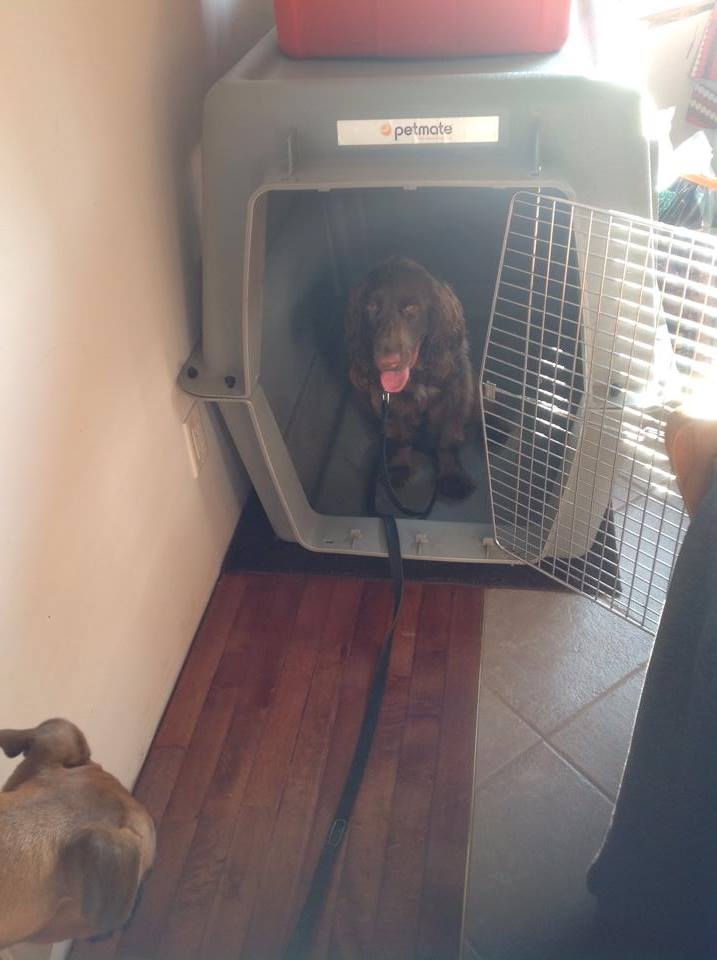 Crate training Boarding school.jpg