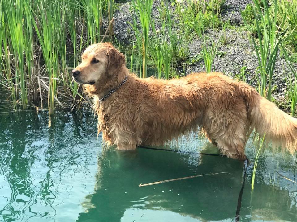 Dog in pond.jpg