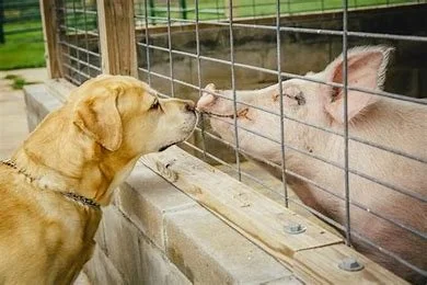 Dog and pig.jpeg