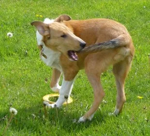 5297069c-3db2-48d8-bb66-73145f965d41-dog.jpg