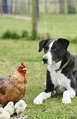 Dog and chikens.jpeg