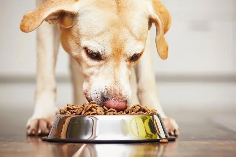 dog-eating_Shutterstock_Jaromir-Chalabala.jpg