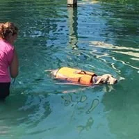 Swimming lesson for fearful dogs private lesson.jpg