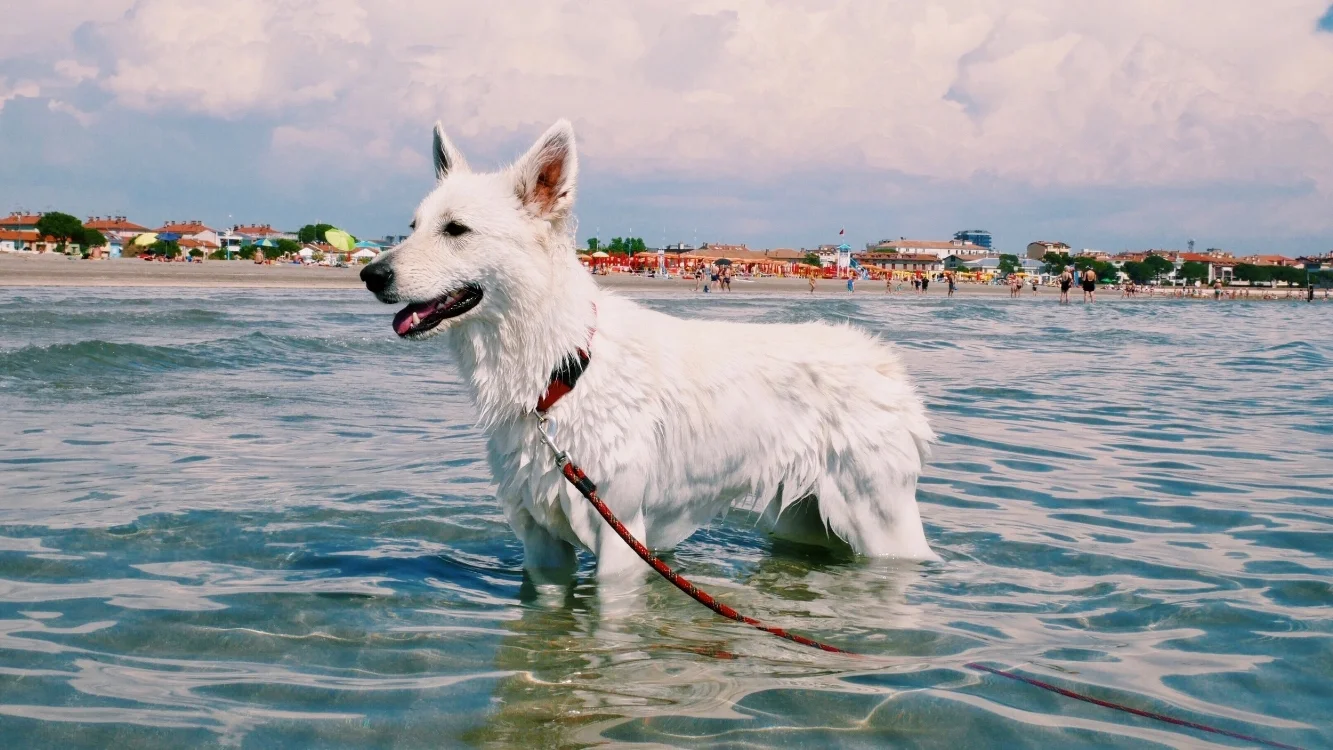 Water Wolf Smile.jpg