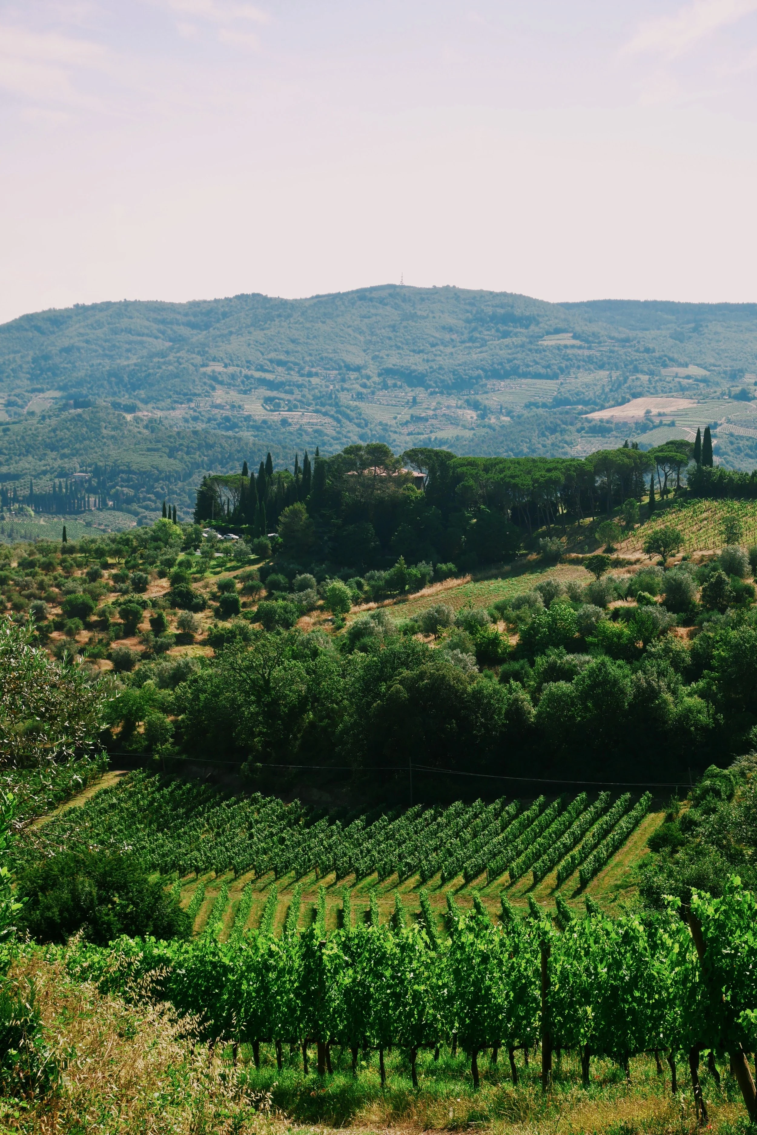 Chianti - Landscape 2.JPG