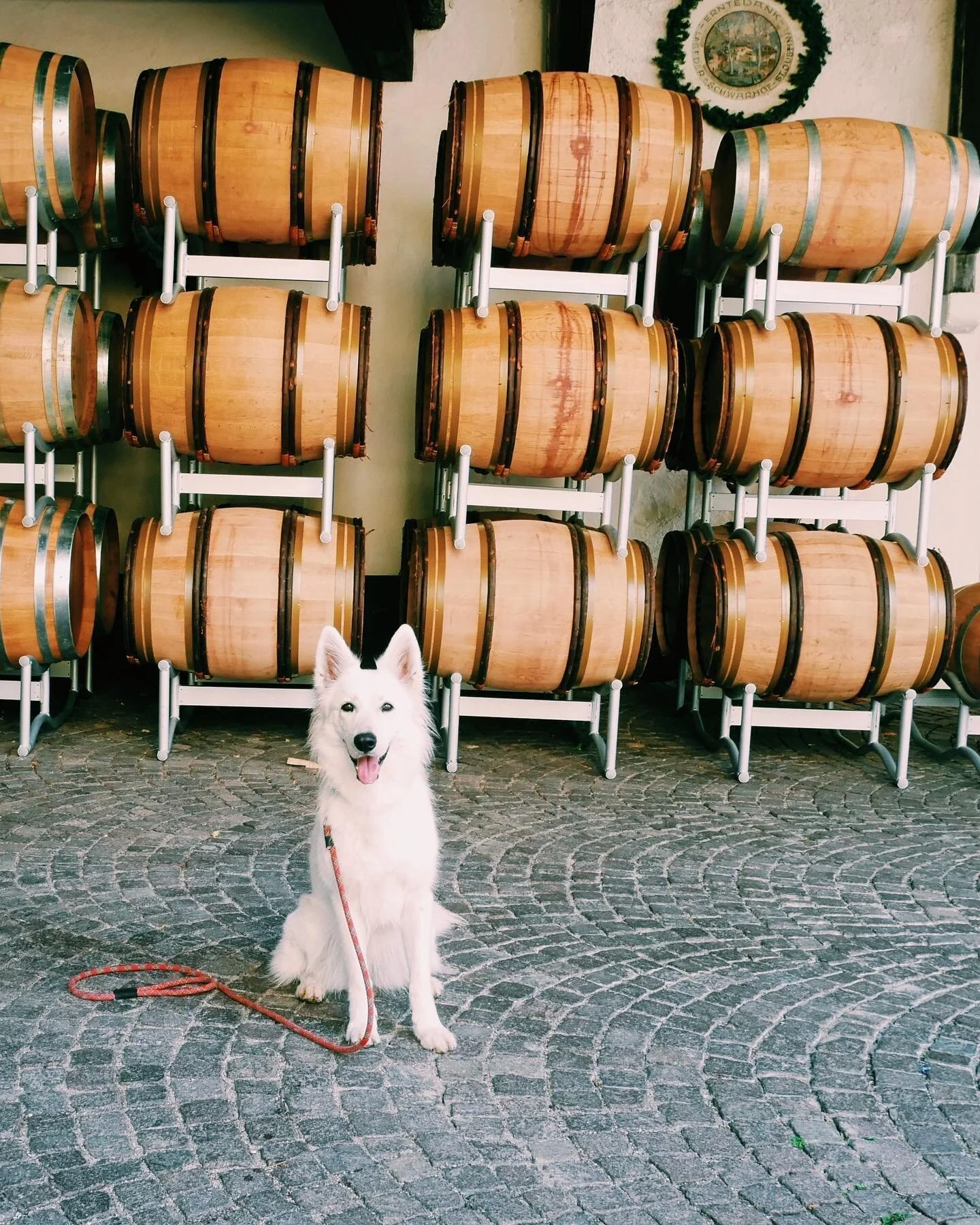 tutto sorrisi e perch&eacute; no? mi mancano questi giorni 🐺🍷