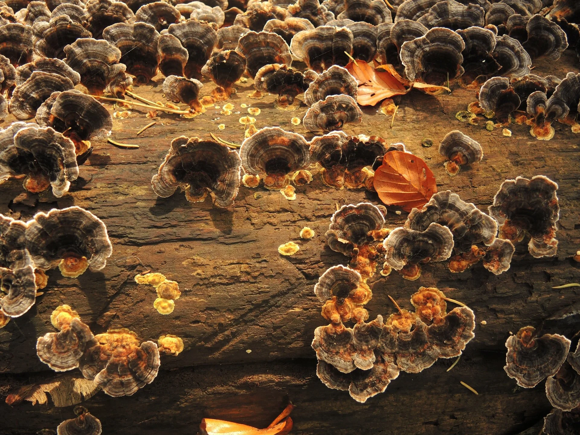 Bio-based products, trends and possibilities…
