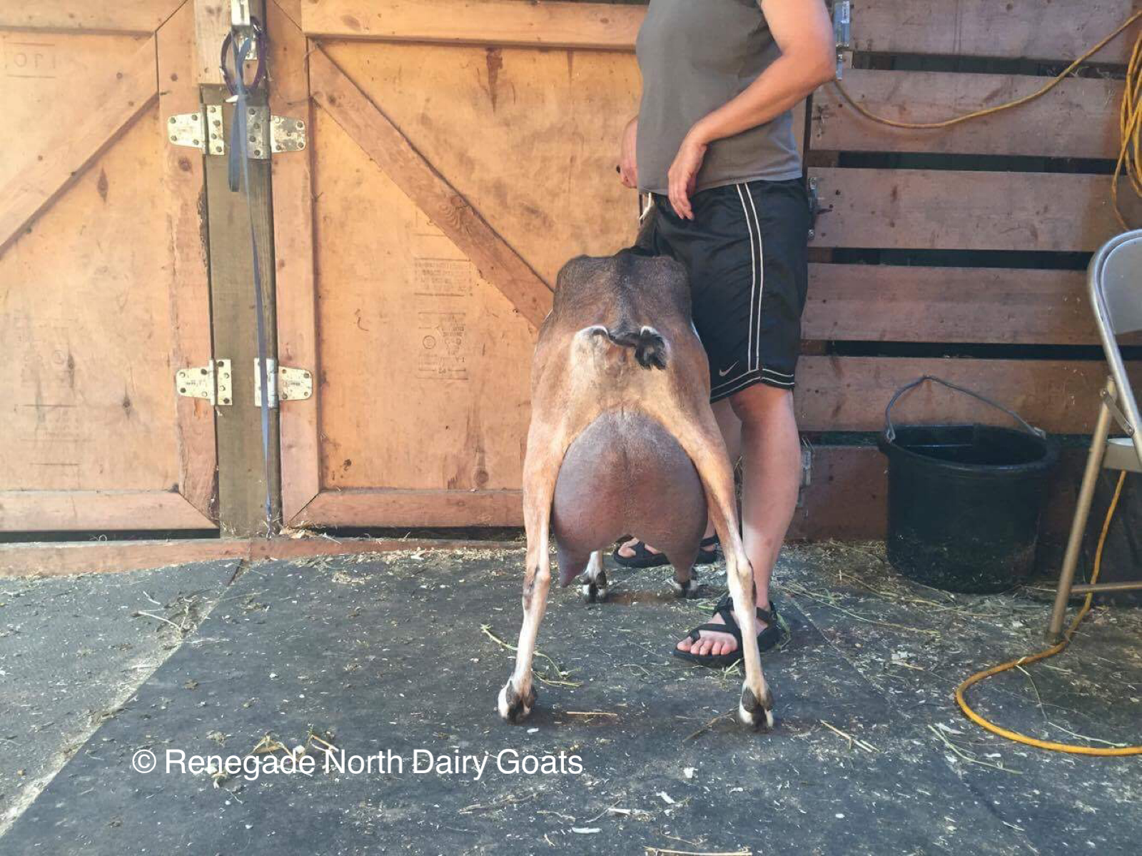 SG The Bay Hollow TC Starlette 8*M - "Star"