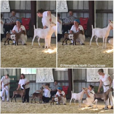Fate in Junior Best of Show class at the Dakota County Fair on 8/7/2017