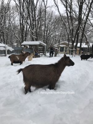 Rosemary pictured 2/25/18