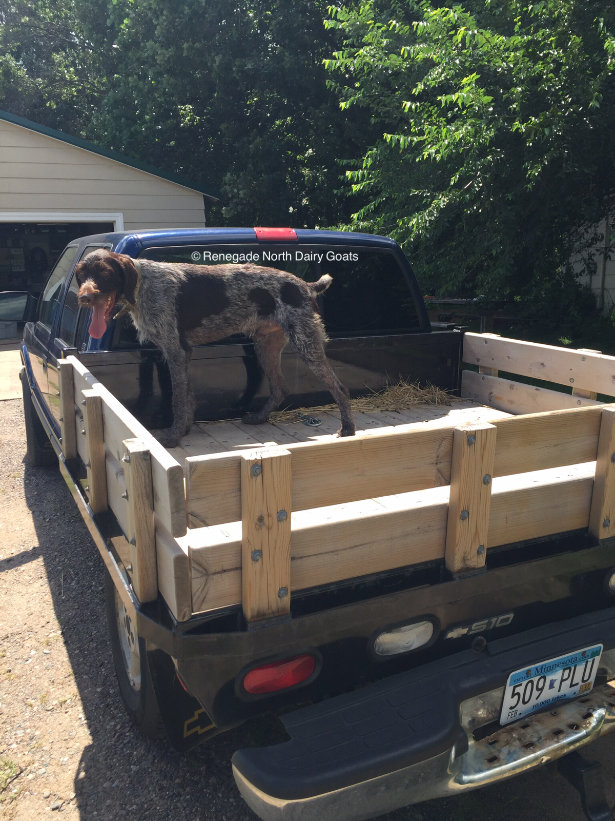 8/14/16 - Dude loves the back of the truck as it means going somewhere fun
