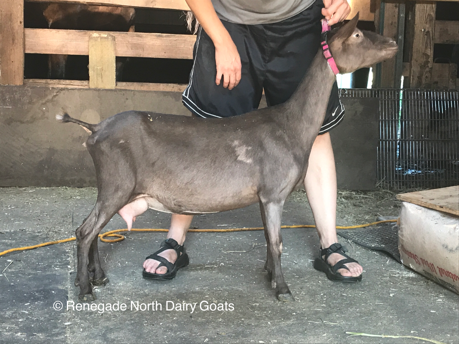 Renegade North Donnie-Anne