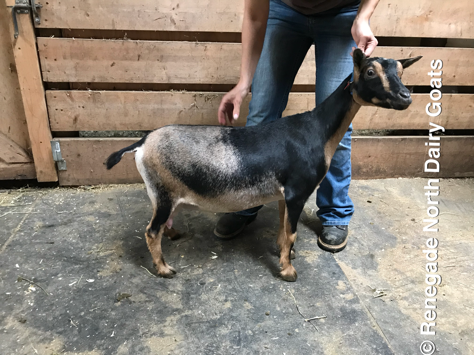 Renegade North Poison Ivy - "Black Ivy"