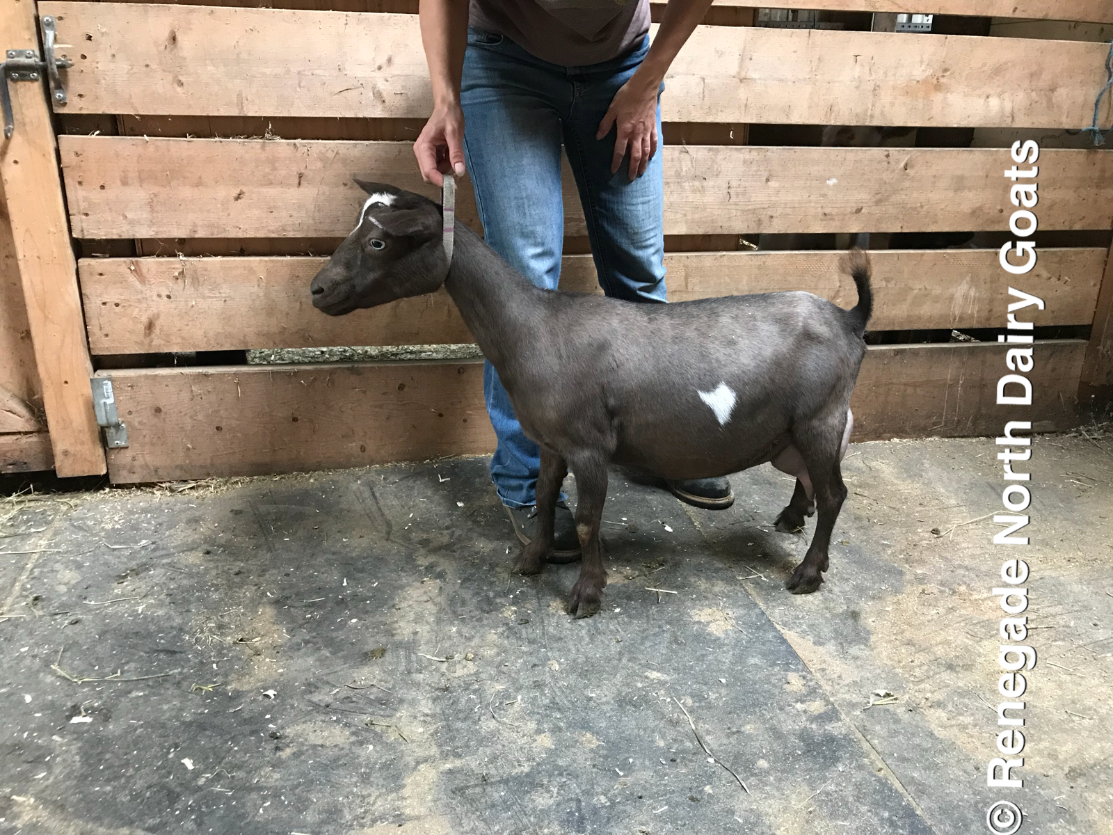 Renegade North Cheyenne