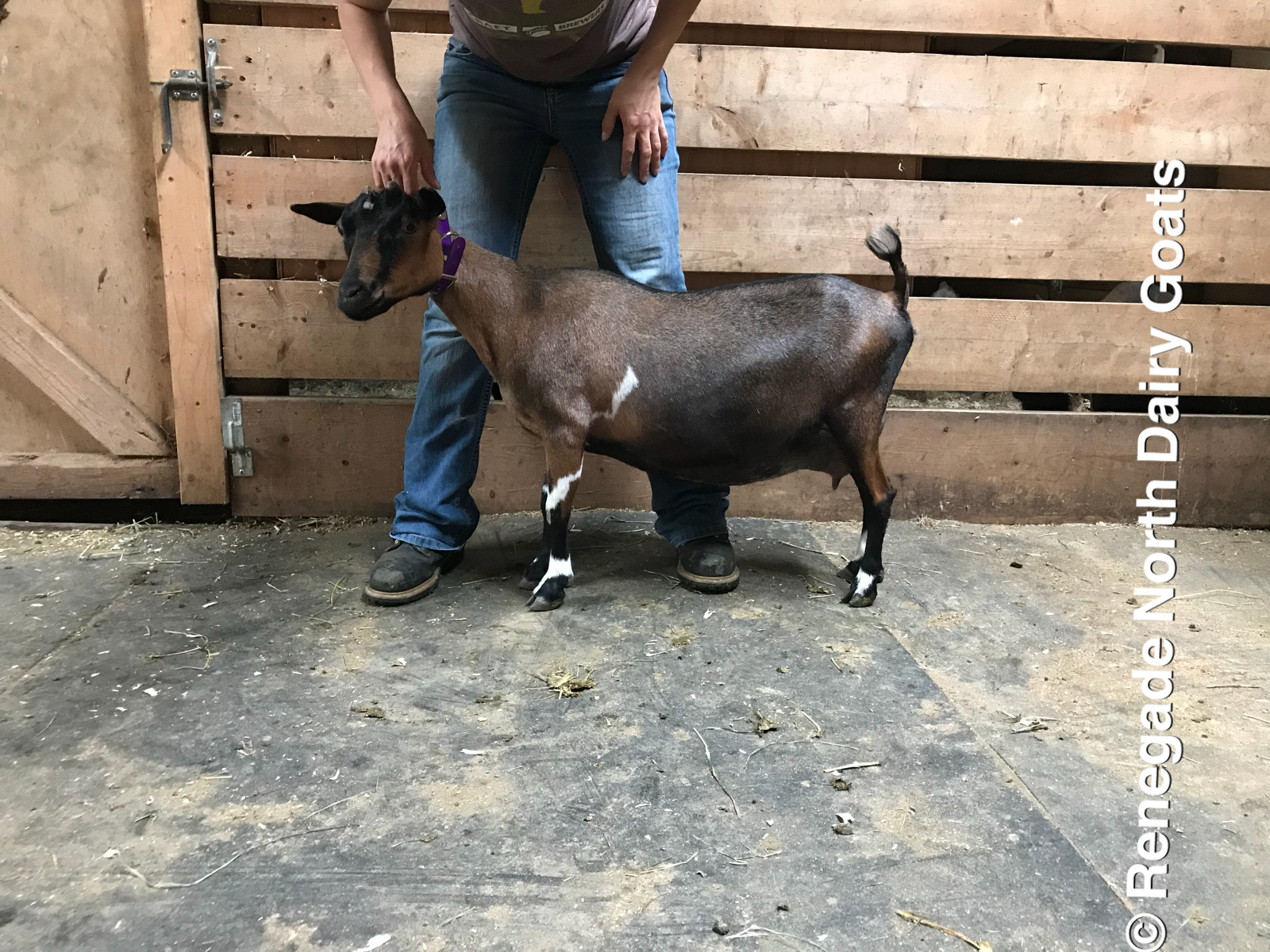 Renegade North Clarice 4*M
