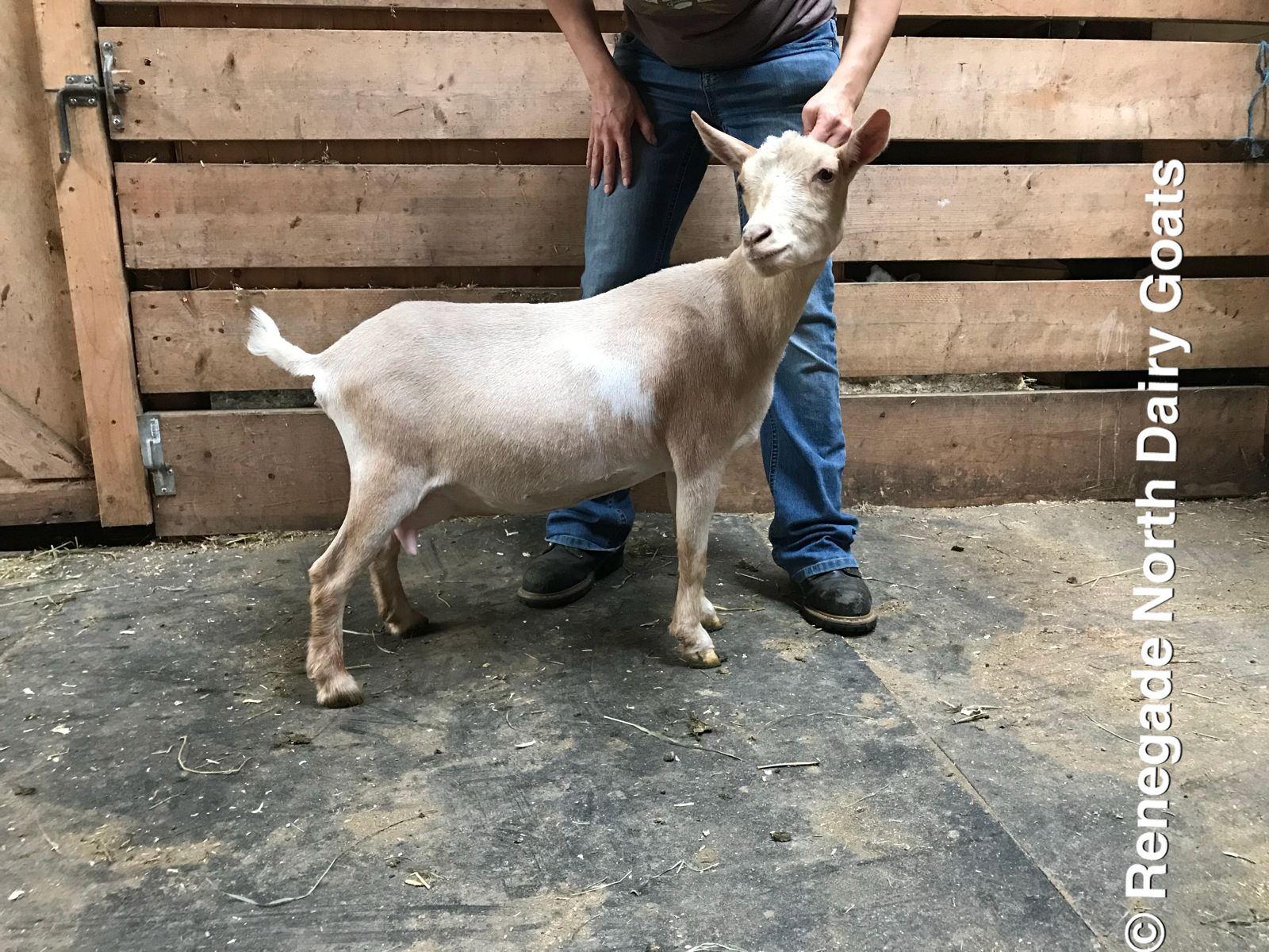 Renegade North Daphne