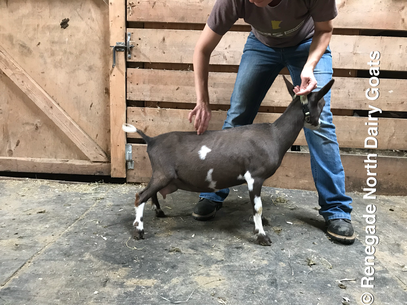 Renegade North Cecilia