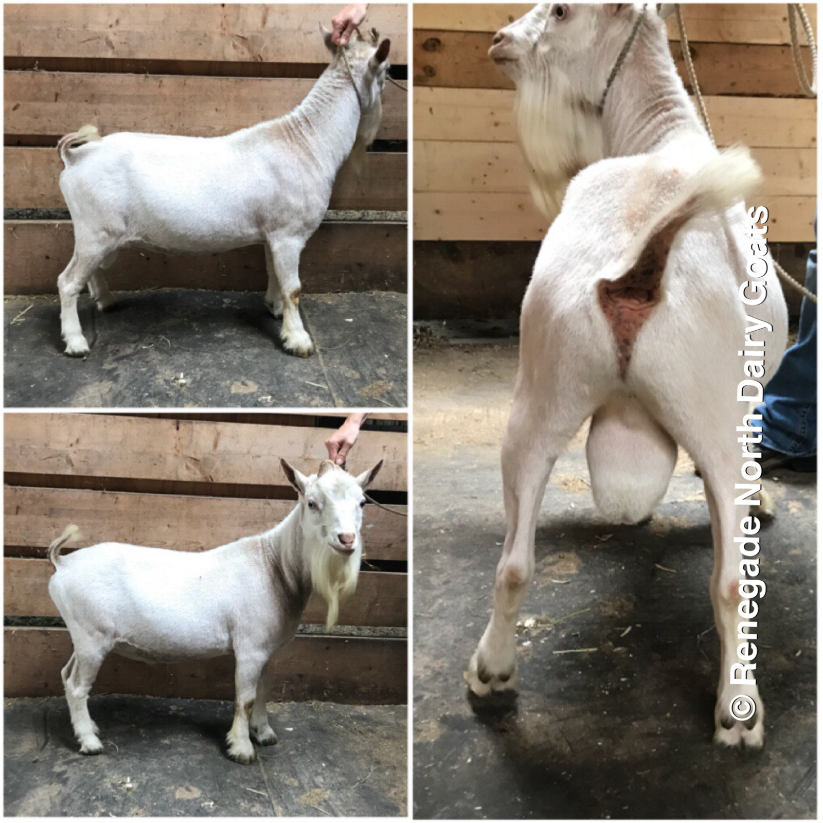 ON ICE - Renegade North Prince Nelson