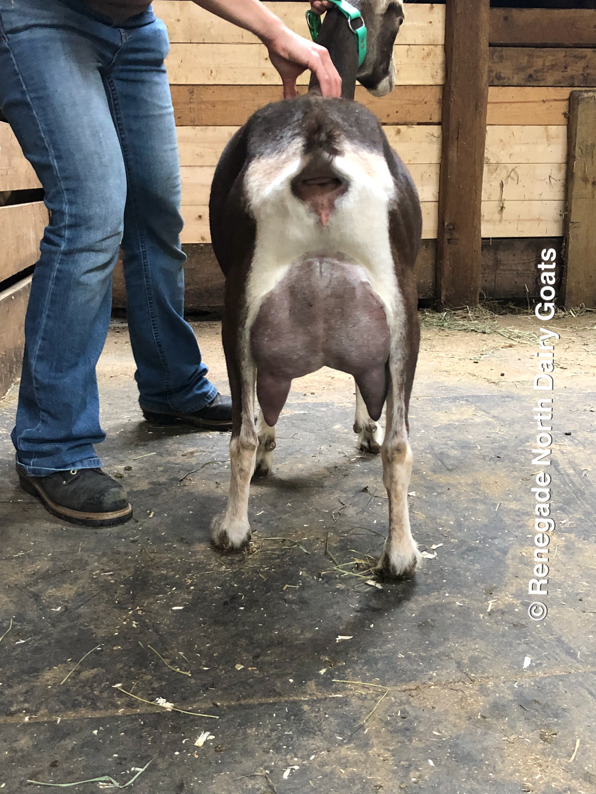 McCann-Farm SRF Hazel