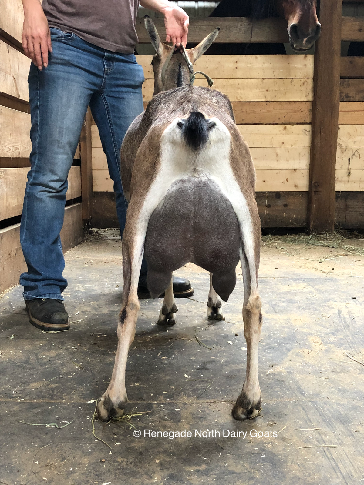 Renegade North SRF Isadore