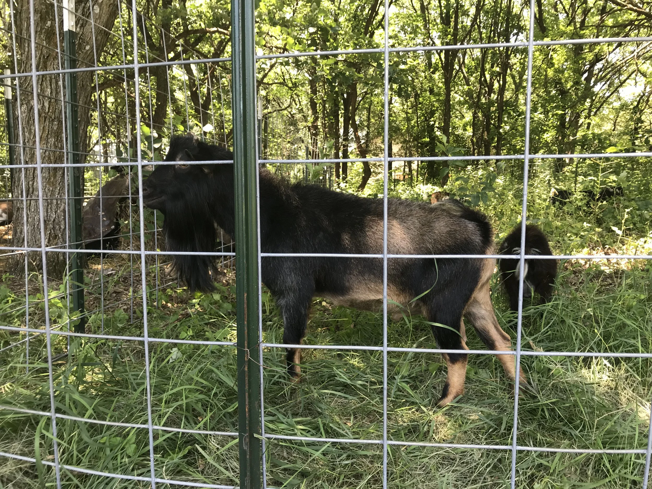 ON ICE - Breezy Farms Hoo's UR Daddy *B (Stryker)