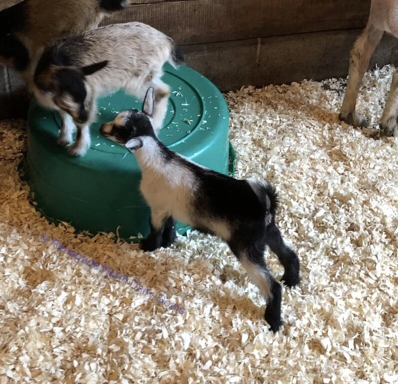 Mini-alpine doe