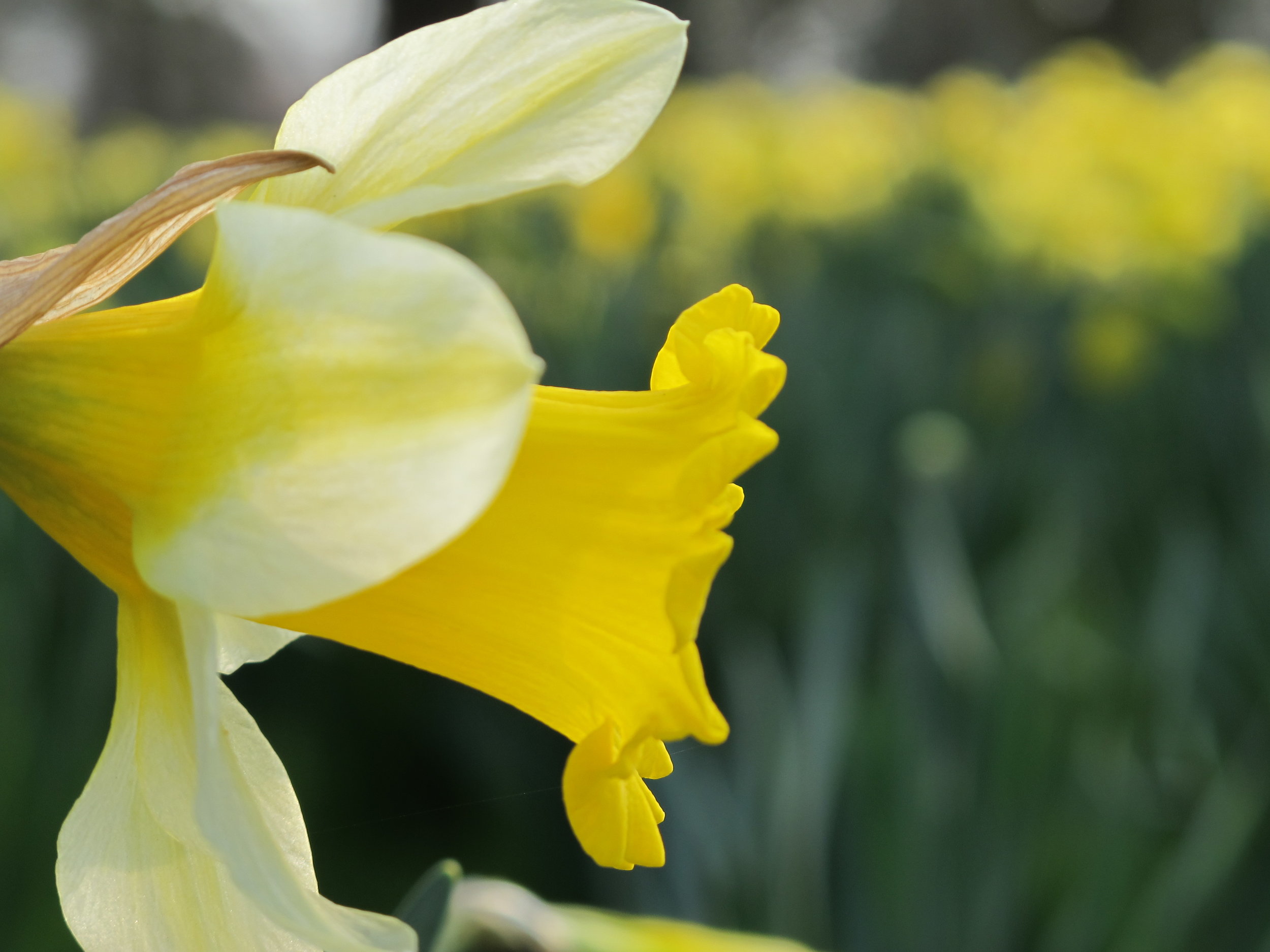 Daffodils 