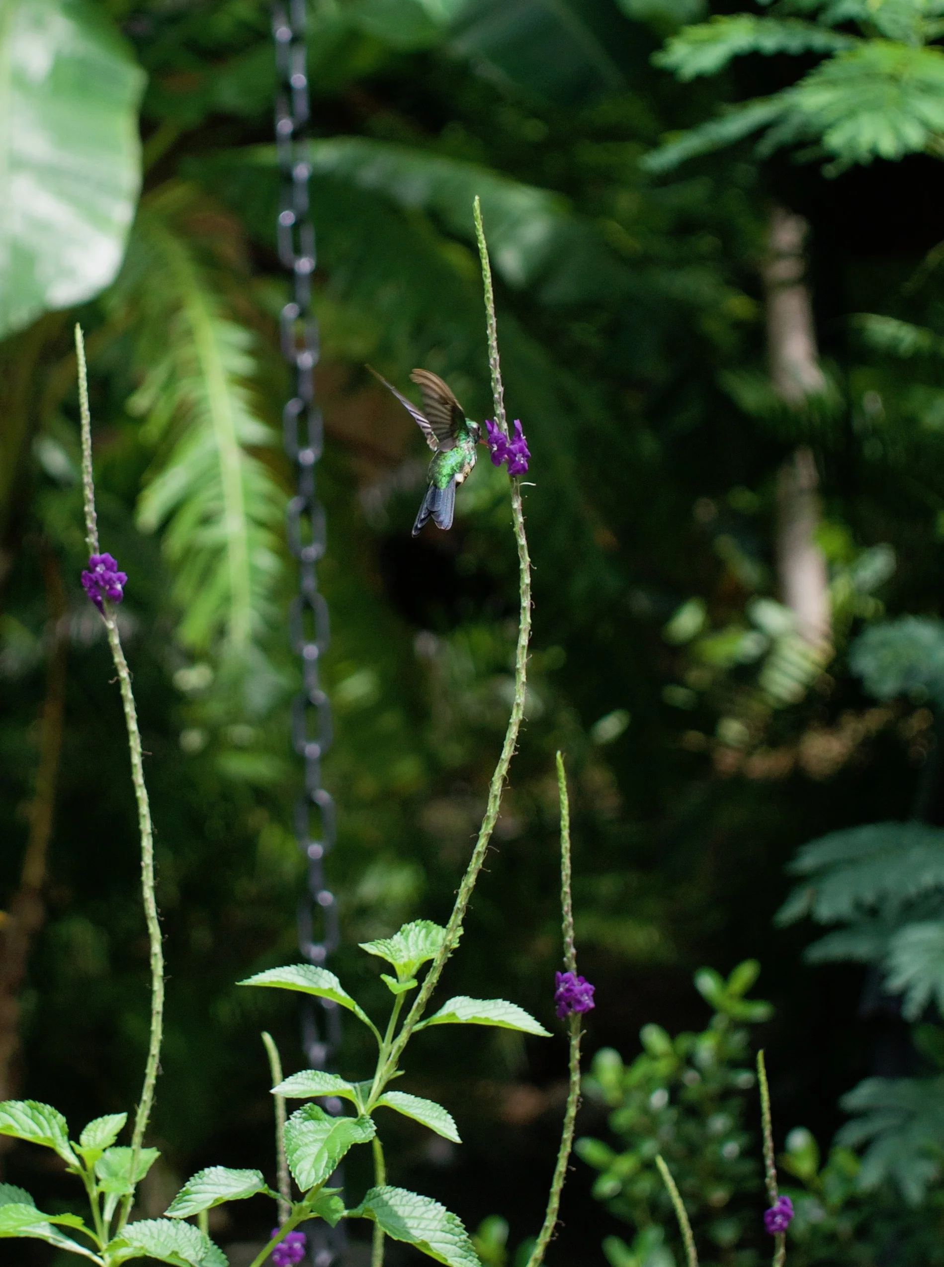 Costa Rica Hummingbird