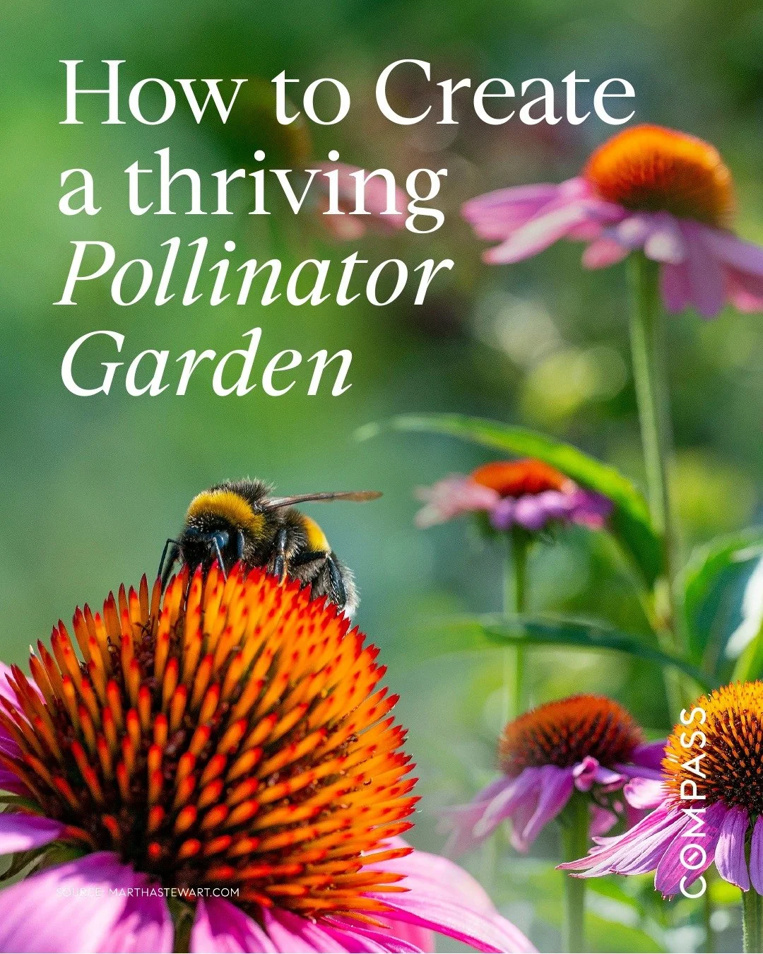How to Create  a thriving Pollinator Garden 
1. Choose the Right Plants
The best way to attract pollinators to your garden is by growing a diverse variety of flowers, plants, and trees. 
2. Grow for Multiple Seasons
Planting nectar and pollen-rich fl