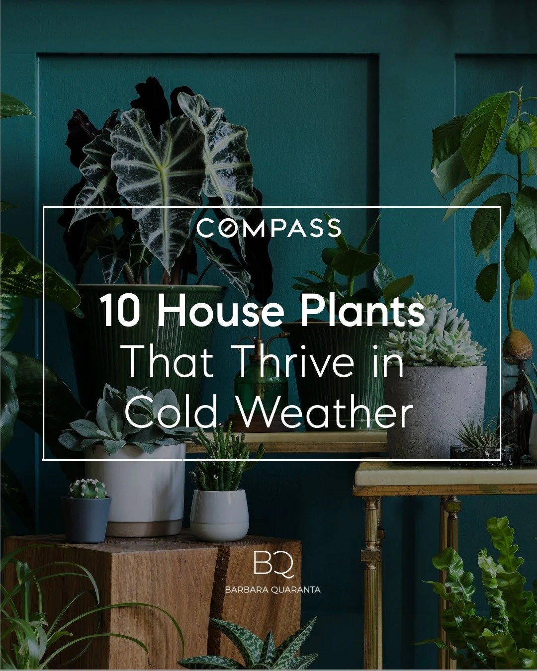 Even when it&rsquo;s chilly out, your home can stay lush and lively 🌿
Here are 10 houseplants that don&rsquo;t just survive winter &mdash; they thrive in it! 

#BarbaraQuaranta #Compass #CompassNewYork #RealEstate #RealEstateNewYork #WinterHomeDecor