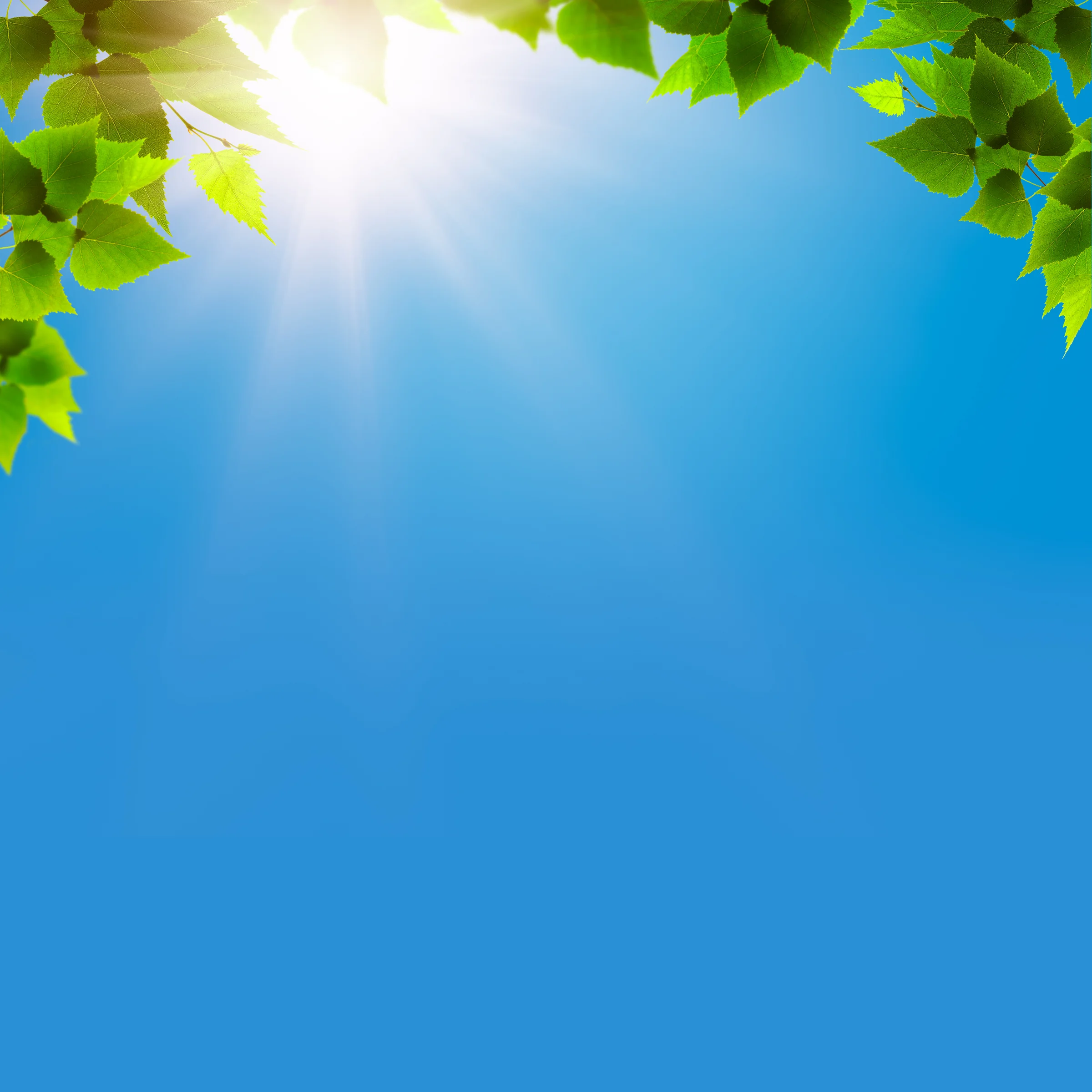 sky with vine leaves.jpg